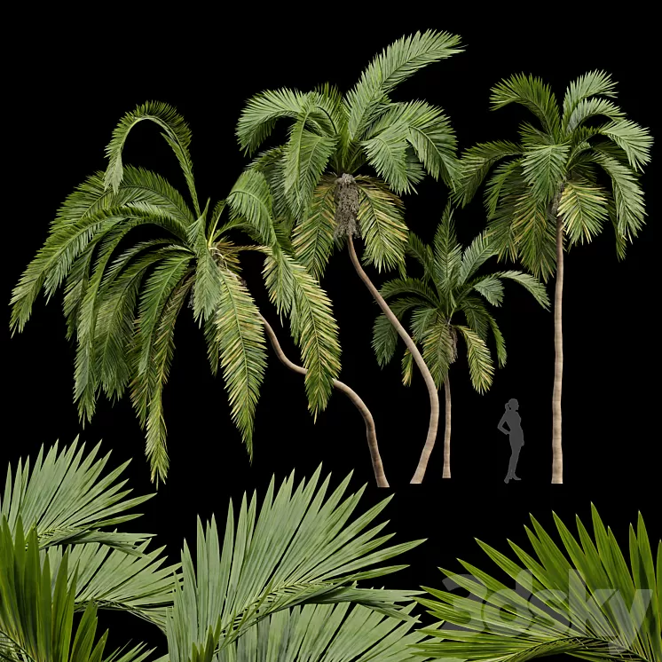 Queen Palm 4 Trees Syagrus Romanzoffiana 3D Model Queen Palm 4 Trees Syagrus Romanzoffiana 3D Model
