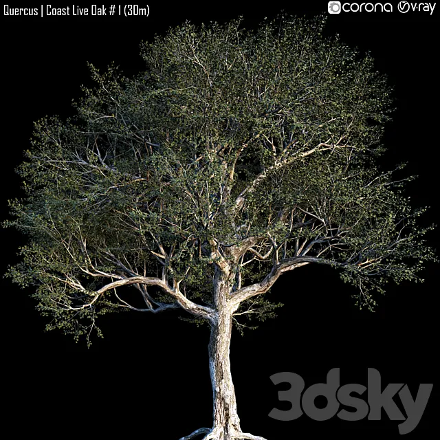 Quercus | Coast Live Oak # 1 (30m) 3DModel Quercus | Coast Live Oak # 1 (30m) 3DModel