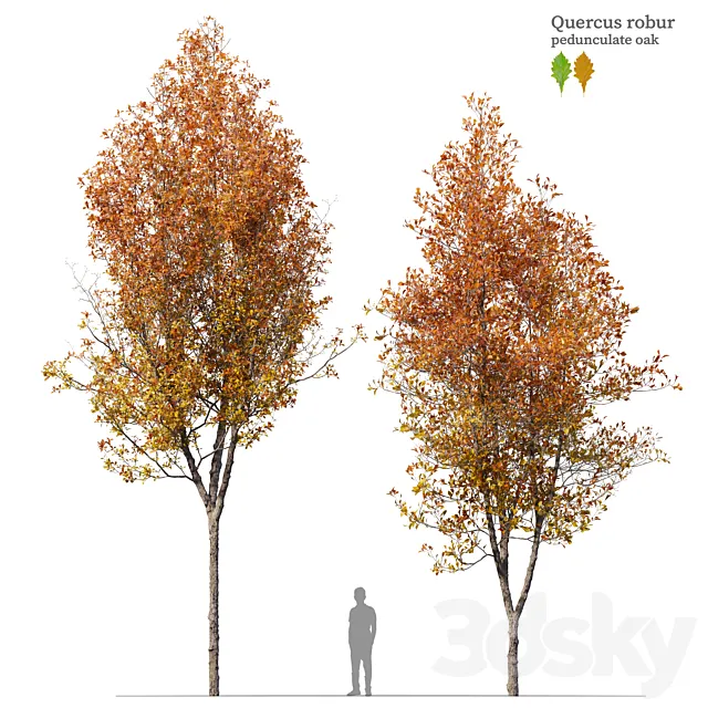 Quercus robur 3D Model