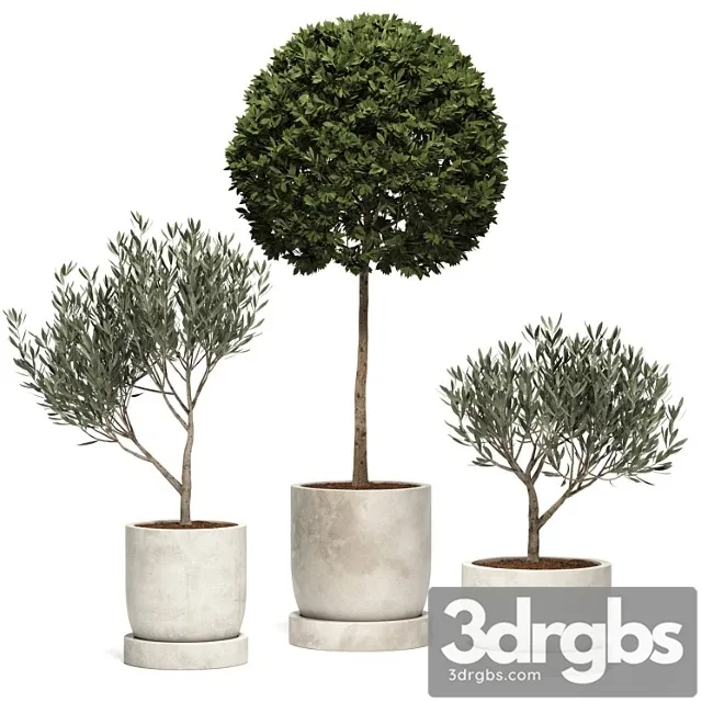 Ramin Tree 01 Ramin Tree 01