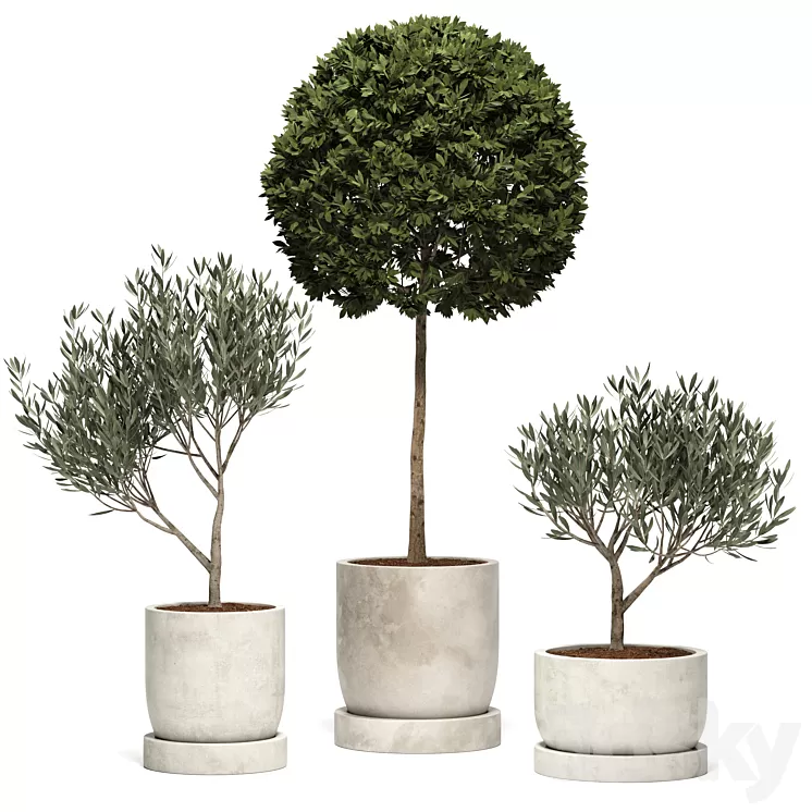 Ramin_Tree_01 3D Model Free Download Ramin_Tree_01 3D Model Free Download