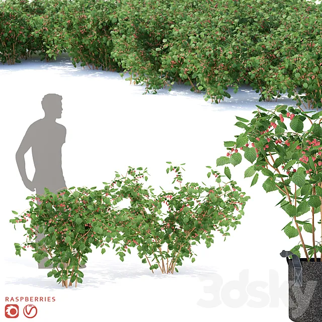 Raspberry bushes | Raspberries 3D Model