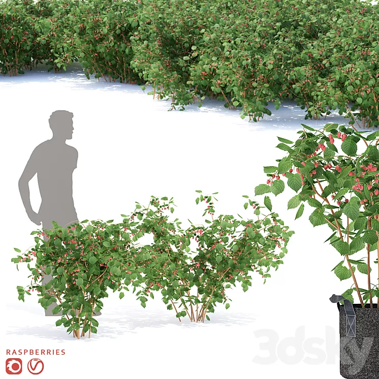 Raspberry bushes | Raspberries 3D Model