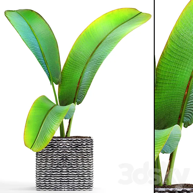 Ravenala Ravenala strelitzia bushes thickets exotic outdoor pot flowerpot banana bushes ravenala 3D Model Ravenala Ravenala strelitzia bushes thickets exotic outdoor pot flowerpot banana bushes ravenala 3D Model