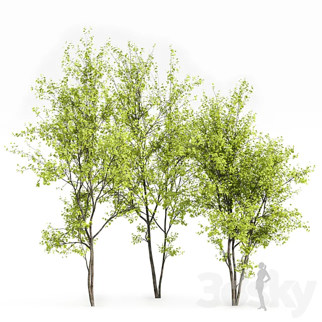 Real Tree Acer Saccharinum Spring 3D Model