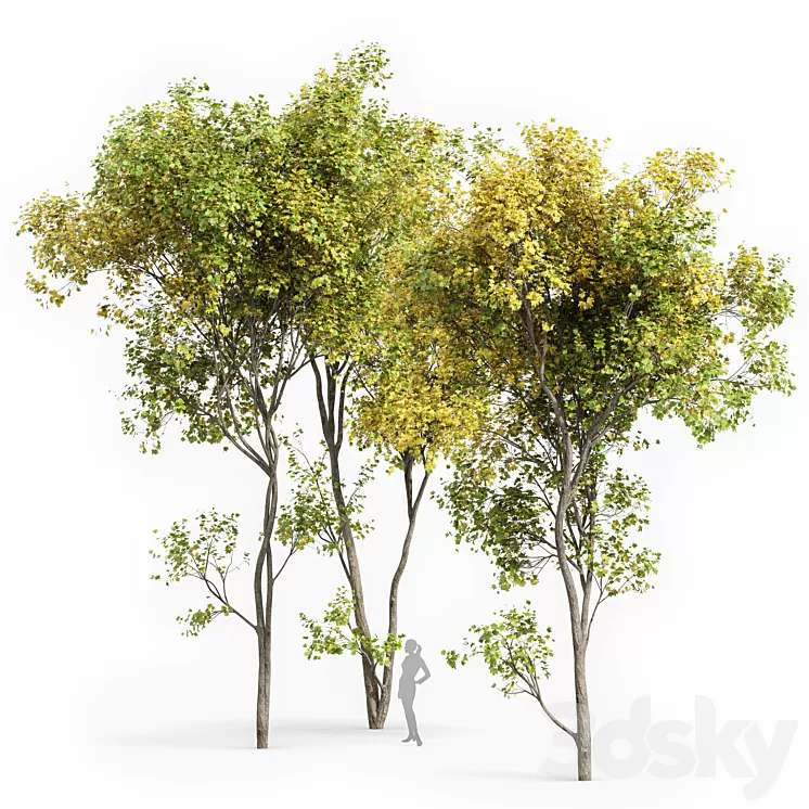 Real Tree Acer Saccharinum Summer-Fall 3D Model