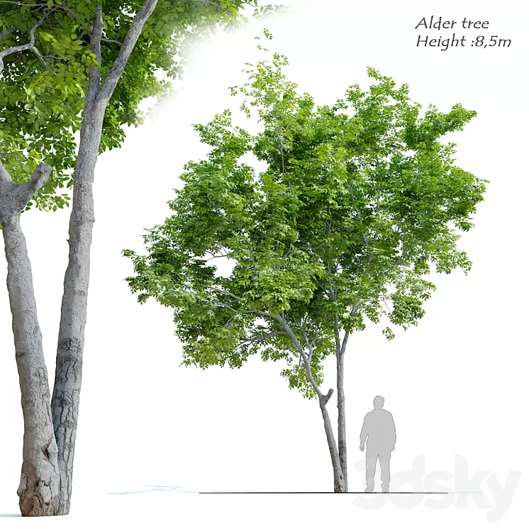 Red Alder (Alnus rubra) 3D Model