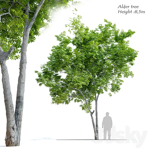 Red Alder (Alnus rubra) 3DModel
