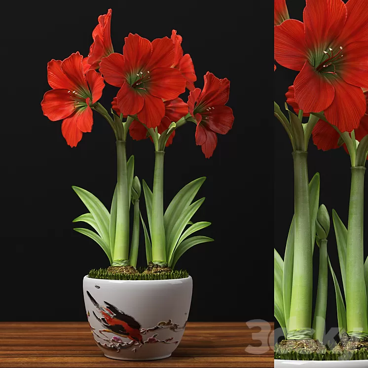 RED AMARYLLIS 3D Model RED AMARYLLIS 3D Model