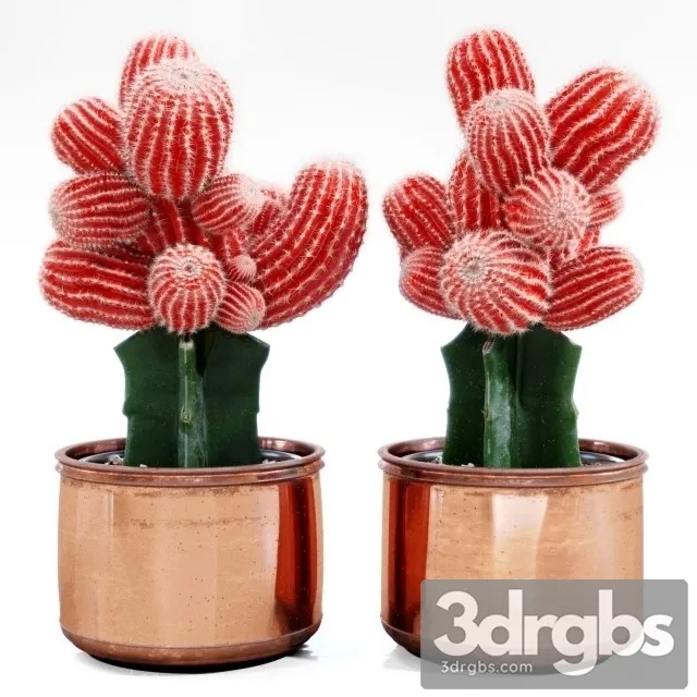 Red Cactus 3D Model Download Red Cactus 3D Model Download