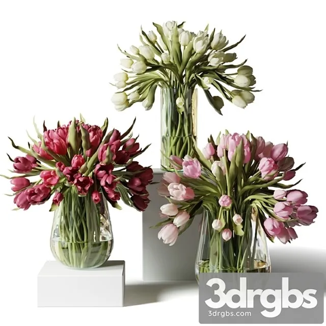 Red Pink and White Tulips in Glass Vases 3D Model Download Red Pink and White Tulips in Glass Vases 3D Model Download