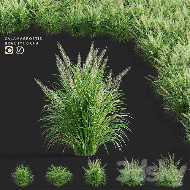 Reed Grass | Calamagrostis brachytricha 3D Model