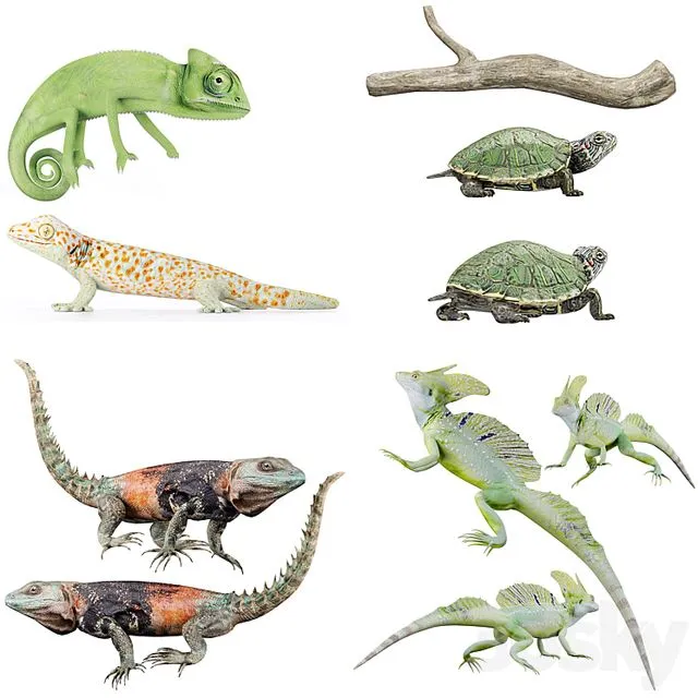 Reptile Collection 3D Model