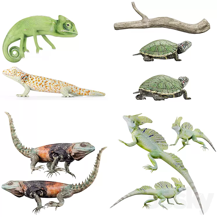 Reptile Collection 3D Model