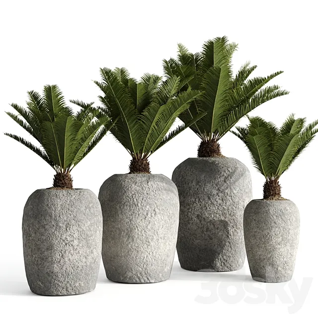 Restoration Hardware Cantera Planters With Sago Palm 3DModel