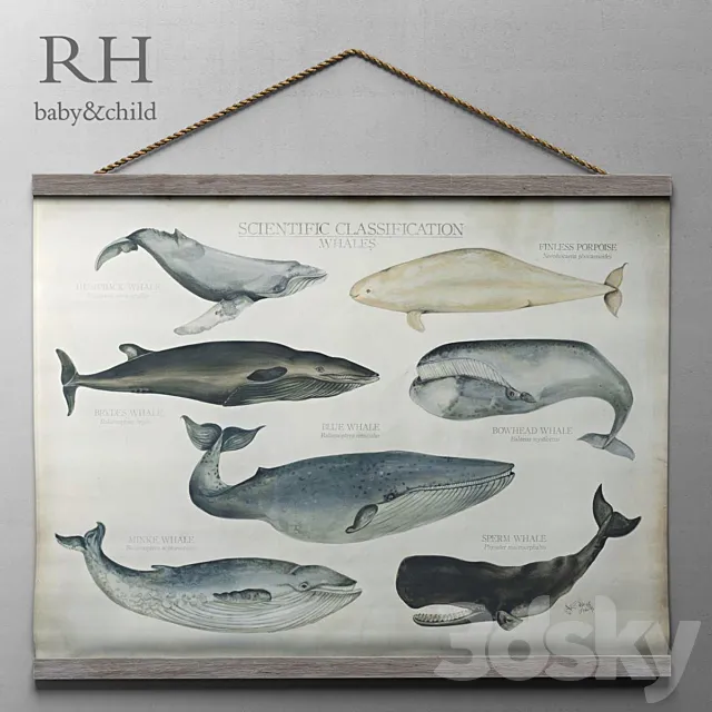 RH _ SCIENTIFIC WHALE TAPESTRY 3DModel RH _ SCIENTIFIC WHALE TAPESTRY 3DModel