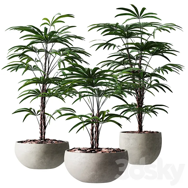 Rhapis Humilis Vase Plant 3DModel Rhapis Humilis Vase Plant 3DModel