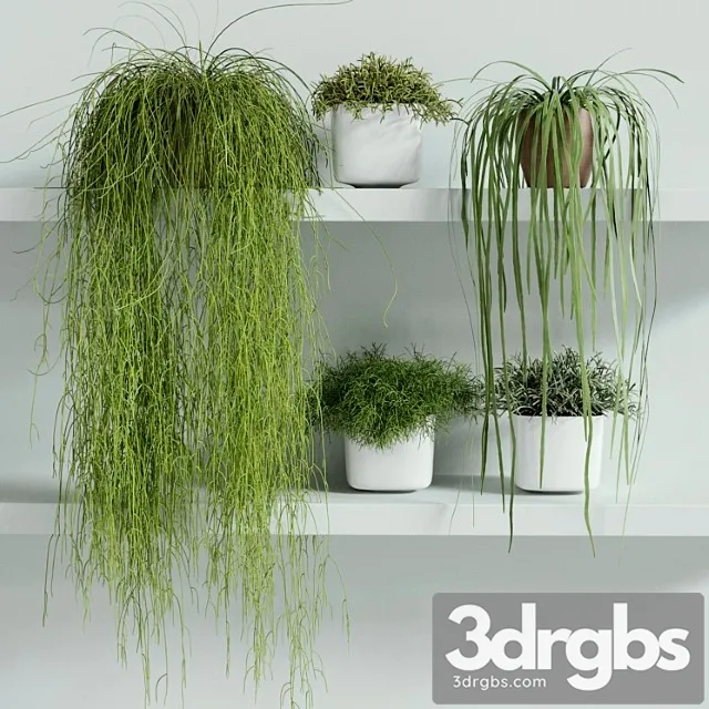 Rhipsalis set 01 Rhipsalis set 01