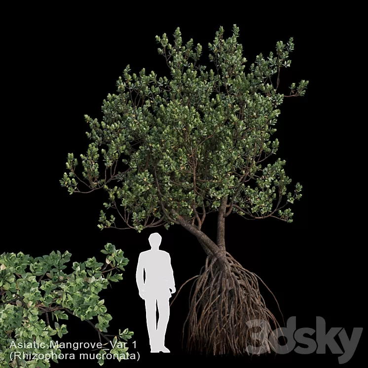 Rhizophora mucronata Var1 3D Model