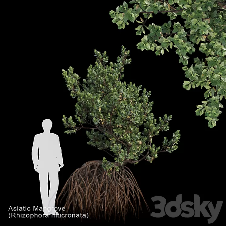 Rhizophora mucronata Var3 3D Model
