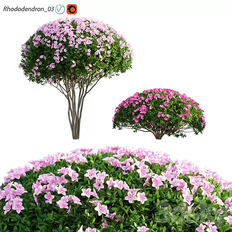 Rhododendron 03 3D Model