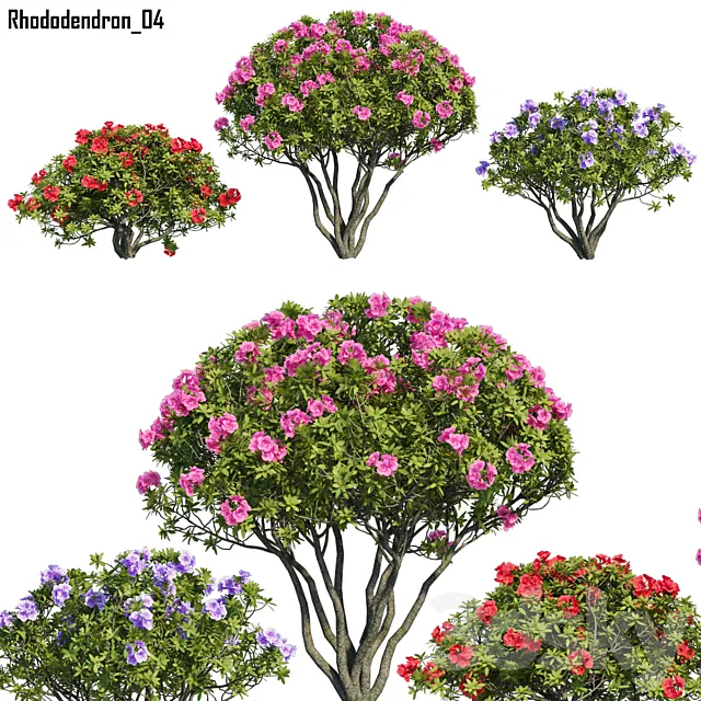 Rhododendron 04 3D Model Rhododendron 04 3D Model