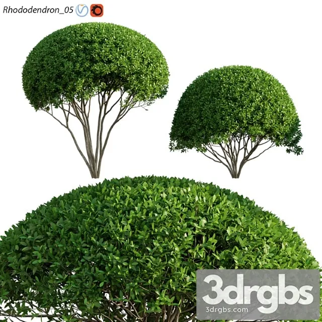Rhododendron 05 3D Model Download