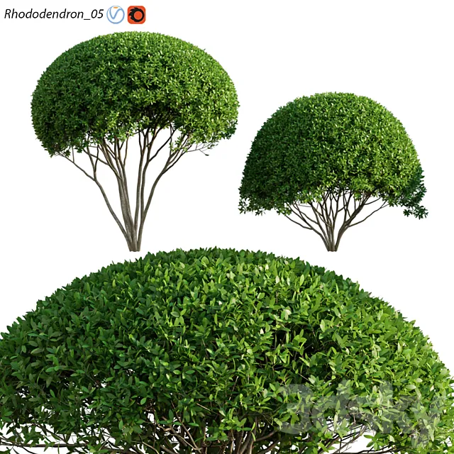 Rhododendron 05 3D Model