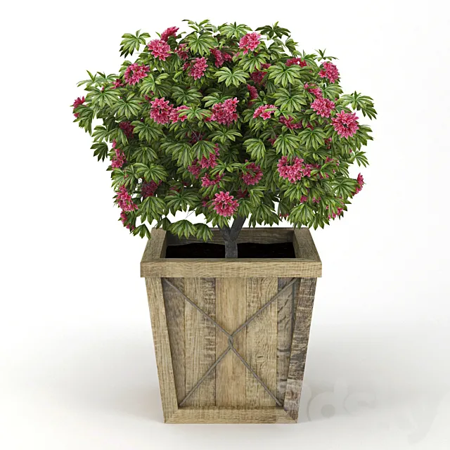 Rhododendron 3D Model