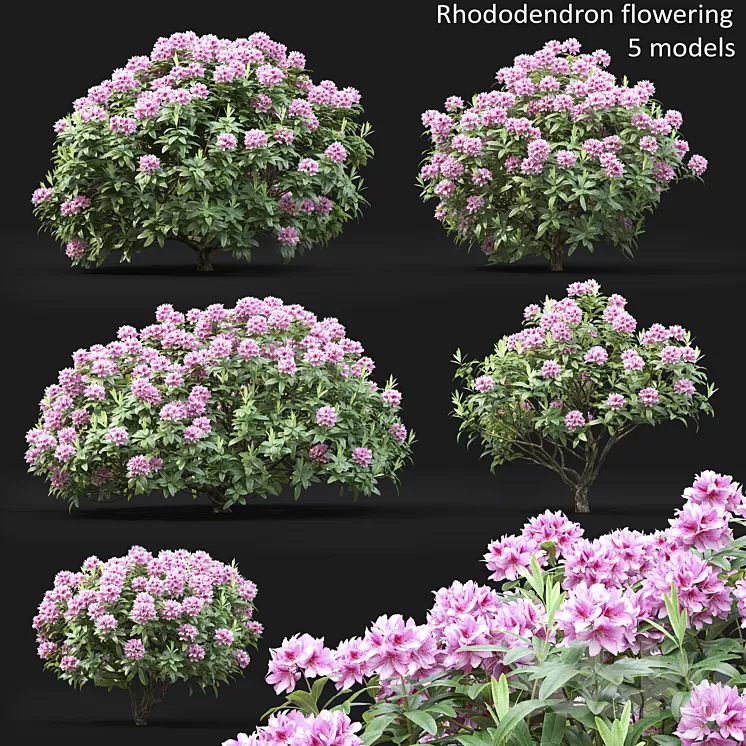 Rhododendron 3D Model