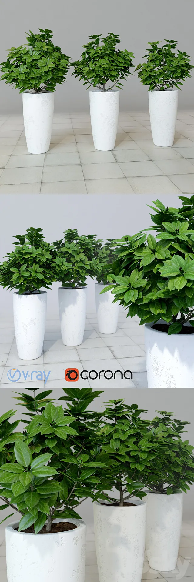 Rhododendron _ Rhododendron 3DModel