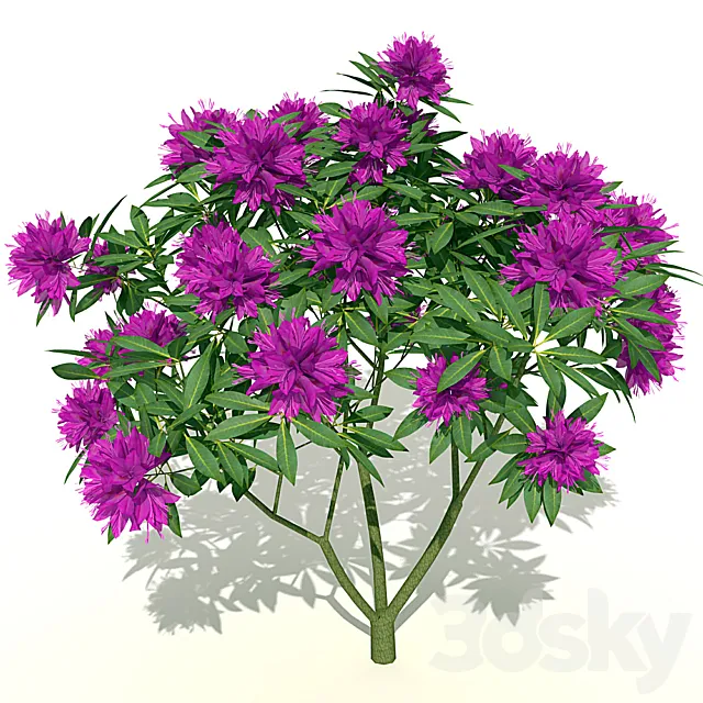 Rhododendron blooming 3D Model