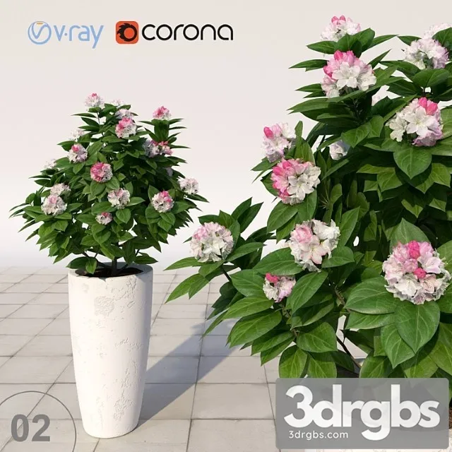 Rhododendron Flowering 3D Model Download Rhododendron Flowering 3D Model Download