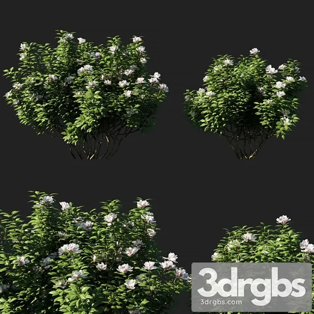 Rhododendron ponticum 01