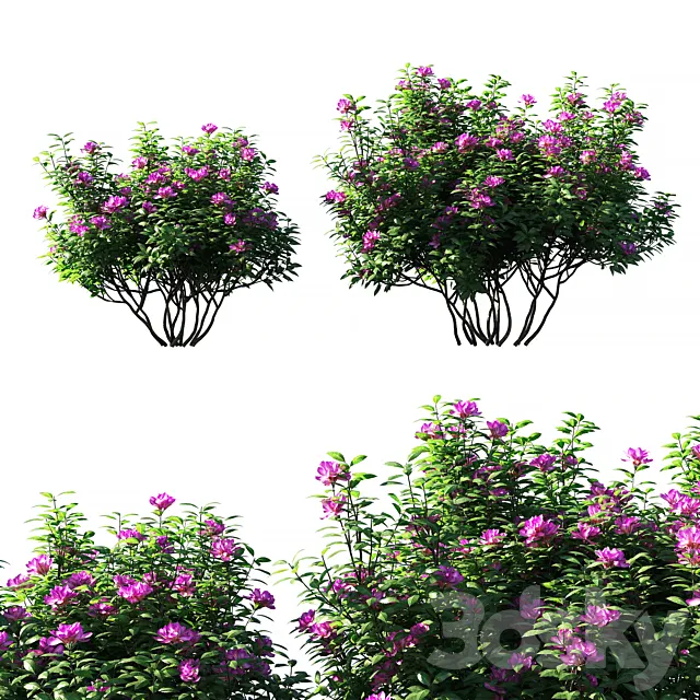 Rhododendron ponticum pink flower 3D Model