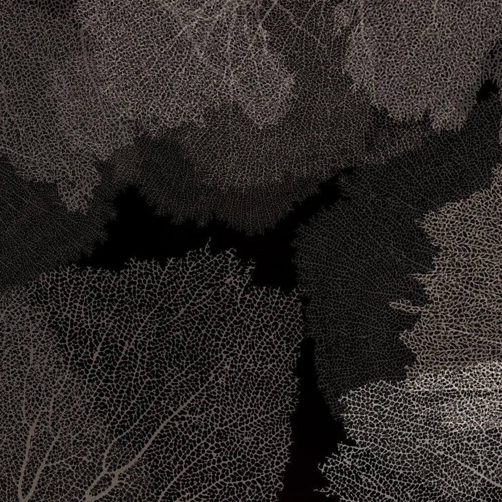 Rimura – Wallpaper Corales 3D Model