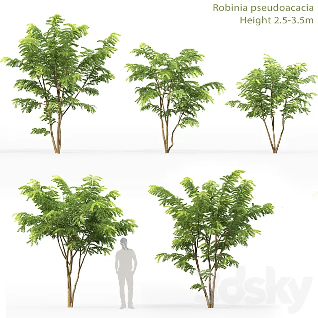 Robinia Pceudoacacia 3DModel Robinia Pceudoacacia 3DModel