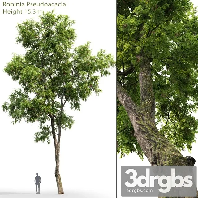 Robinia Pseudoacacia 3D Model Download