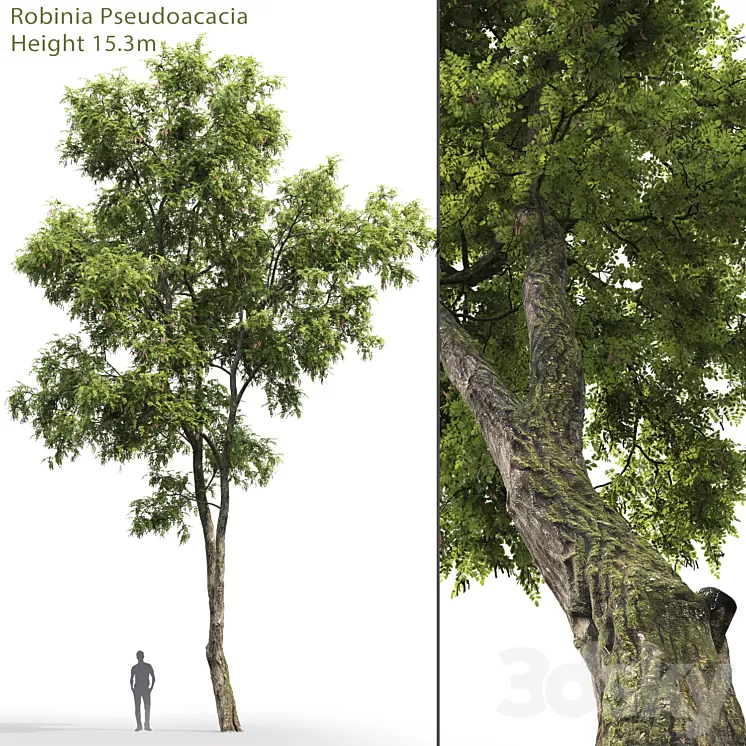 Robinia Pseudoacacia 3D Model