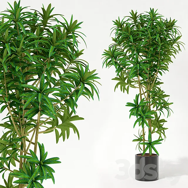 Room plant 3DModel Room plant 3DModel