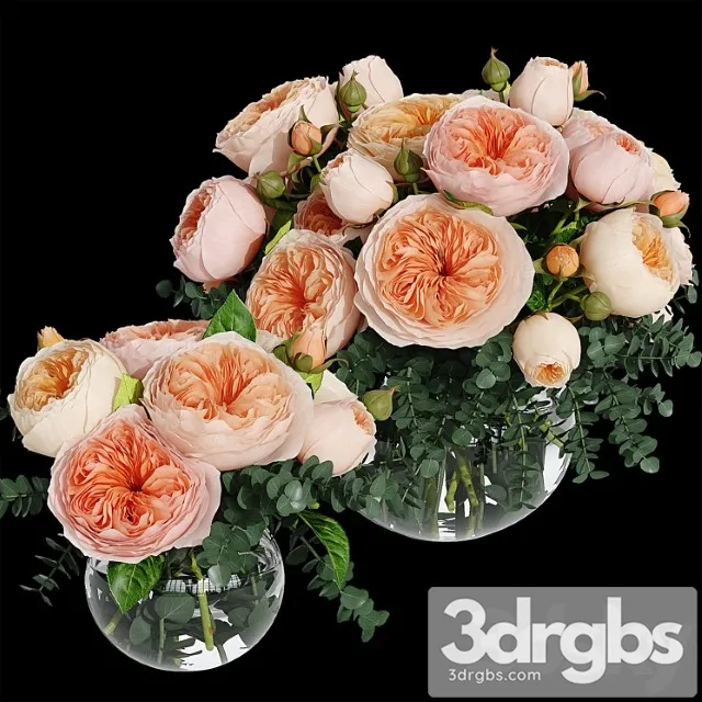 Rosa juliet Rosa juliet