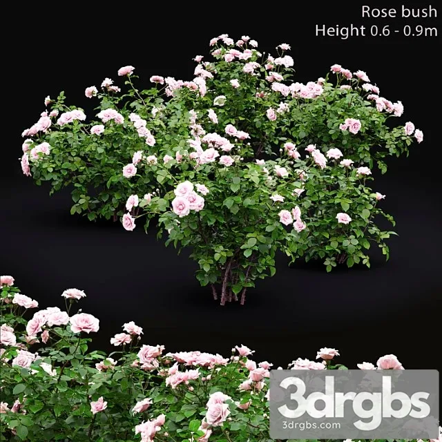 Rose 29 3D Model Download