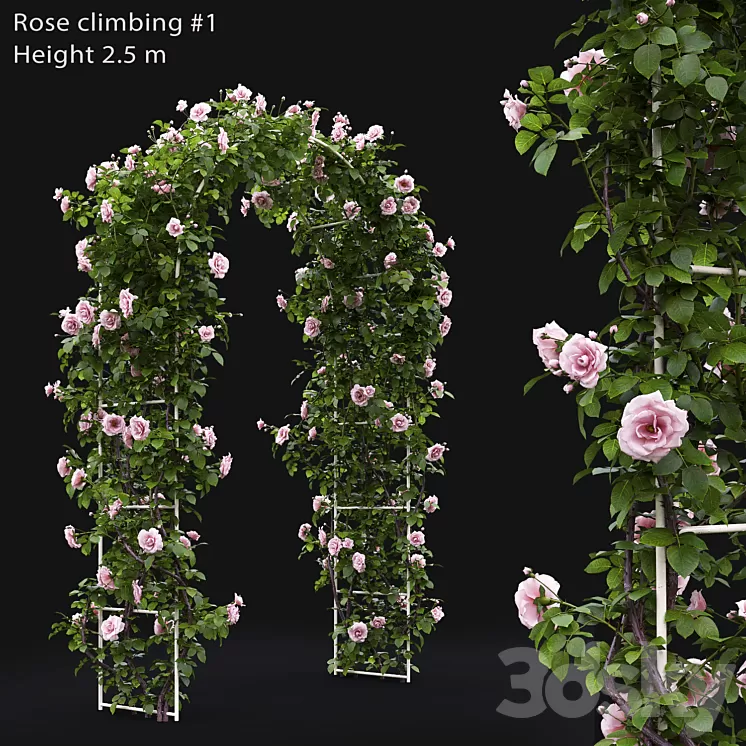 Rose 3D Model Rose 3D Model