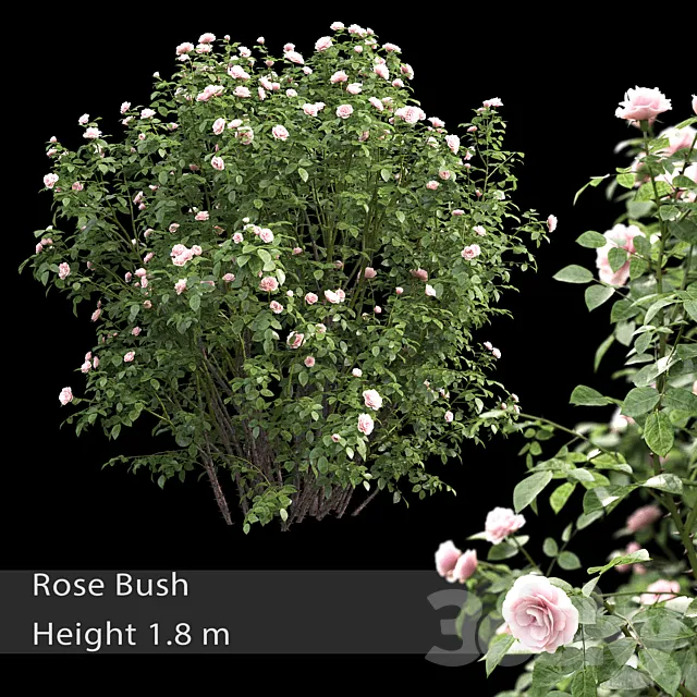 Rose bush # 3 3D Model
