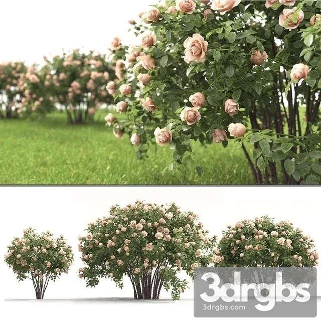 Rose Bush 3D Model Download Rose Bush 3D Model Download