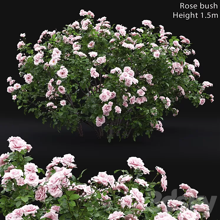 Rose bush # 4 3D Model Rose bush # 4 3D Model