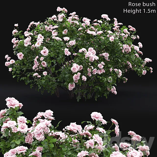 Rose bush # 4 3DModel