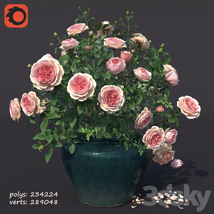 Rose bush in a flowerpot N1 3D Model Free Download