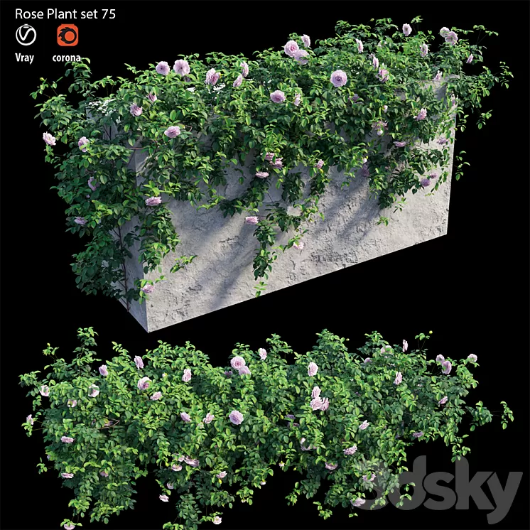 Rose plant set 75 3D Model