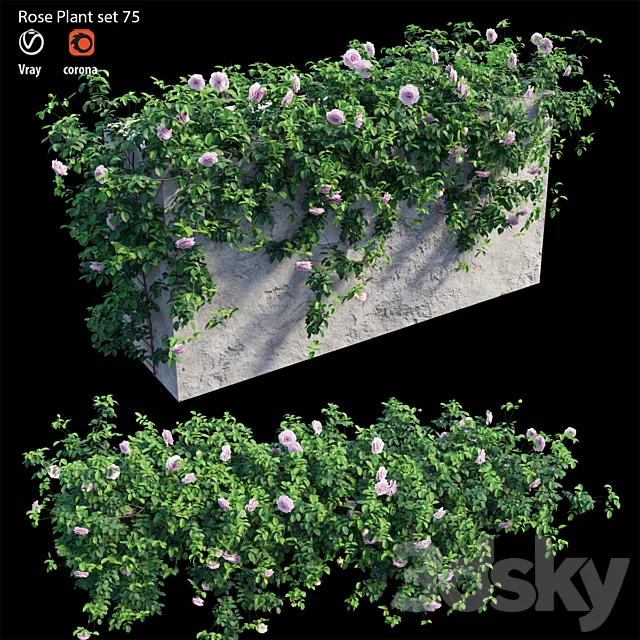 Rose plant set 75 3DModel Rose plant set 75 3DModel